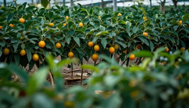 特色水果苗种植基地日常运维的关键流程